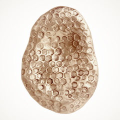 Highbury | Honey Oval Pull Handle