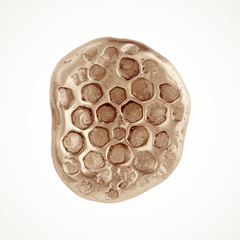 Highbury | Large Honey Cabinet Knob